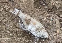 CONFIRMA GOBIERNO MUNICIPAL MUERTE DE CIENTOS DE PECES POR DESFOGUE DE PRESA LA SOLEDAD.