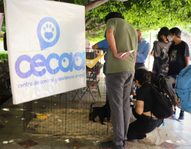 Invita CECAA al primer adoptón del mes de octubre en el jardín Embajadoras, habrá aplicación de vacuna antirrábica